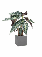 Alocasia Polly In Natural D 17 H 64 cm - PlantenShop24 - 26-05-2025