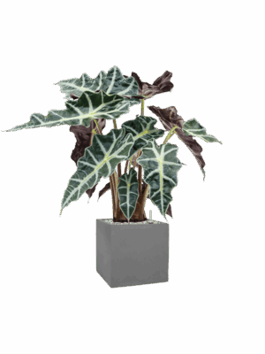 Alocasia Polly In Natural D 17 H 64 cm - PlantenShop24 - 26-05-2025