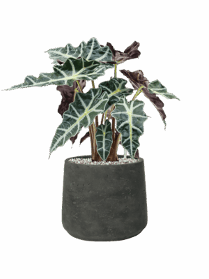 Alocasia Polly In Rough D 17 H 47 cm - PlantenShop24 - 26-05-2025