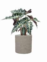 Alocasia Polly In Rough D 17 H 48 cm - PlantenShop24 - 19-05-2025