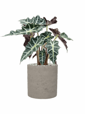 Alocasia Polly In Rough D 17 H 48 cm - PlantenShop24 - 19-05-2025