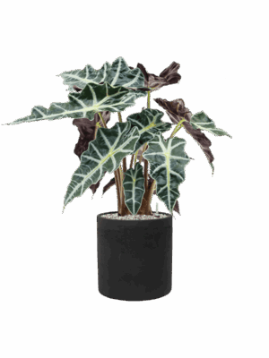 Alocasia Polly In Rough D 17 H 68 cm - PlantenShop24 - 26-05-2025