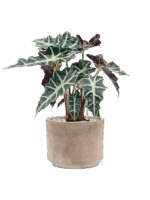 Alocasia Polly In Terra Cotta D 17 H 45 cm - PlantenShop24 - 26-05-2025