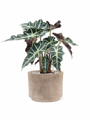 Alocasia Polly In Terra Cotta D 17 H 45 cm - PlantenShop24 - 26-05-2025