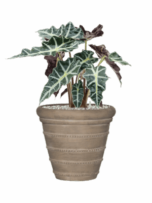 Alocasia Polly In Treasure D 17 H 52 cm - PlantenShop24 - 26-05-2025