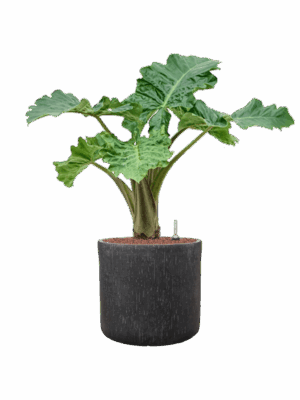 Alocasia Portodora In Baq Raindrop D 25 H 86 cm - PlantenShop24 - 12-05-2025