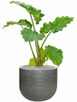 Alocasia Portodora In Ridged Horizontally D 21 H 103 cm - PlantenShop24 - 21-05-2025