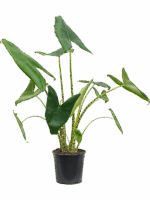 Alocasia Zebrina D 24 H 110 cm - PlantenShop24 - 03-07-2025