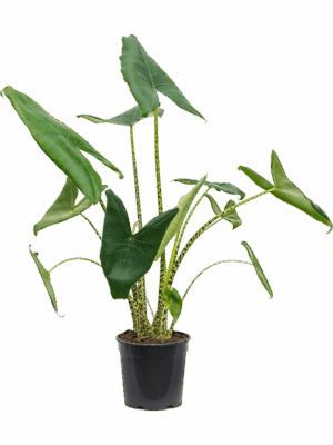 Alocasia Zebrina D 24 H 110 cm - PlantenShop24 - 10-06-2025