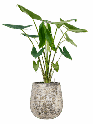 Alocasia Zebrina In Baq Atlas D 24 H 124 cm - PlantenShop24 - 19-05-2025