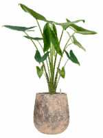 Alocasia Zebrina In Baq Atlas D 24 H 124 cm - PlantenShop24 - 19-05-2025