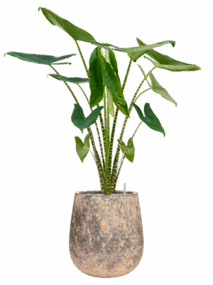 Alocasia Zebrina In Baq Atlas D 24 H 124 cm - PlantenShop24 - 19-05-2025