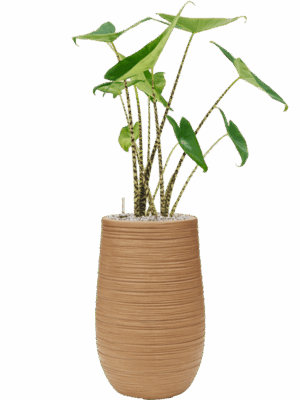 Alocasia Zebrina In Baq Dune D 19 H 85 cm - PlantenShop24 - 29-04-2025