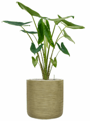 Alocasia Zebrina In Baq Dune D 24 H 129 cm - PlantenShop24 - 05-05-2025
