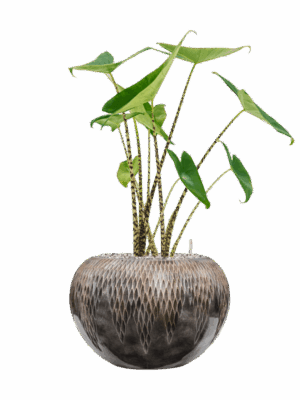 Alocasia Zebrina In Baq Luxe Lite Universe Comet D 19 H 70 cm - PlantenShop24 - 29-04-2025