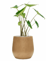 Alocasia Zebrina In Baq Raindrop D 19 H 78 cm - PlantenShop24 - 29-04-2025