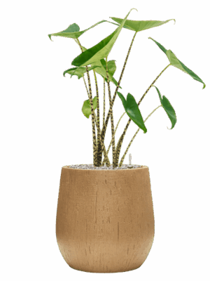 Alocasia Zebrina In Baq Raindrop D 19 H 78 cm - PlantenShop24 - 29-04-2025