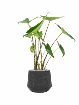 Alocasia Zebrina In Baq Raindrop D 19 H 89 cm - PlantenShop24 - 29-04-2025