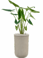 Alocasia Zebrina In Baq Vertical Rib D 24 H 141 cm - PlantenShop24 - 15-05-2025