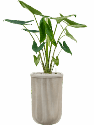 Alocasia Zebrina In Baq Vertical Rib D 24 H 141 cm - PlantenShop24 - 15-05-2025