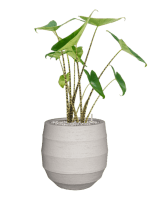 Alocasia Zebrina In Bordo D 19 H 74 cm - PlantenShop24 - 29-04-2025