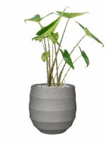 Alocasia Zebrina In Bordo D 19 H 75 cm - PlantenShop24 - 29-04-2025