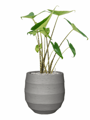 Alocasia Zebrina In Bordo D 19 H 75 cm - PlantenShop24 - 29-04-2025