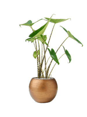Alocasia Zebrina In Capi Lux Retro D 19 H 89 cm - PlantenShop24 - 29-04-2025