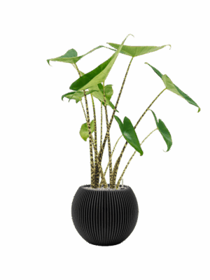 Alocasia Zebrina In Capi Nature Groove D 19 H 88 cm - PlantenShop24 - 29-04-2025