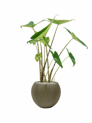 Alocasia Zebrina In Capi Nature Groove Special D 19 H 89 cm - PlantenShop24 - 29-04-2025