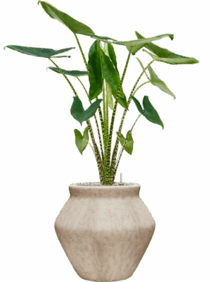 Alocasia Zebrina In Mineral D 24 H 131 cm - PlantenShop24 - 01-05-2025