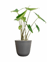 Alocasia Zebrina In Palermo D 19 H 68 cm - PlantenShop24 - 29-04-2025