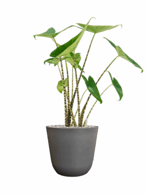 Alocasia Zebrina In Palermo D 19 H 68 cm - PlantenShop24 - 29-04-2025
