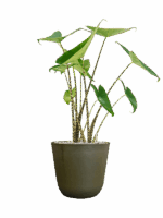 Alocasia Zebrina In Palermo D 19 H 68 cm - PlantenShop24 - 29-04-2025