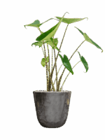 Alocasia Zebrina In Palermo D 19 H 68 cm - PlantenShop24 - 29-04-2025