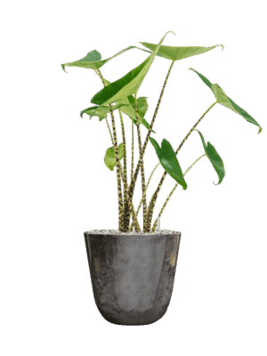 Alocasia Zebrina In Palermo D 19 H 68 cm - PlantenShop24 - 29-04-2025
