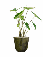 Alocasia Zebrina In Palermo D 19 H 68 cm - PlantenShop24 - 29-04-2025
