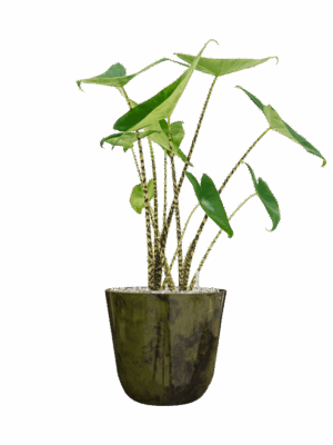 Alocasia Zebrina In Palermo D 19 H 68 cm - PlantenShop24 - 29-04-2025