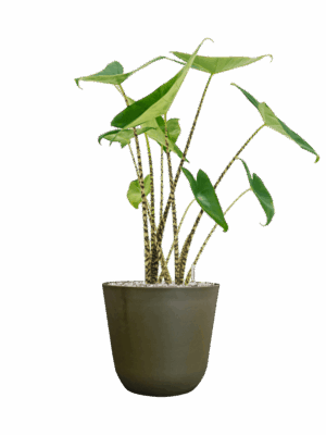Alocasia Zebrina In Palermo D 19 H 68 cm - PlantenShop24 - 29-04-2025