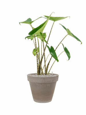 Alocasia Zebrina In Terra Cotta D 19 H 92 cm - PlantenShop24 - 29-04-2025