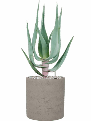 Aloe Comosa In Rough D 16 H 53 cm - PlantenShop24 - 19-05-2025