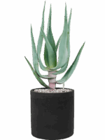 Aloe Comosa In Rough D 16 H 53 cm - PlantenShop24 - 19-05-2025