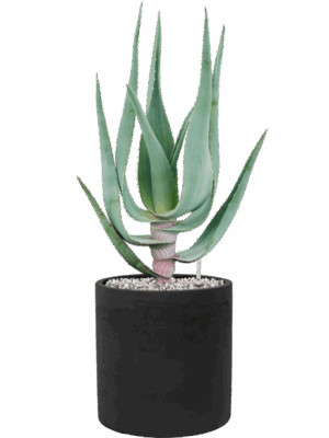 Aloe Comosa In Rough D 16 H 53 cm - PlantenShop24 - 19-05-2025