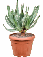 Aloe Plicatilis D 35 H 65 cm - PlantenShop24 - 27-05-2025