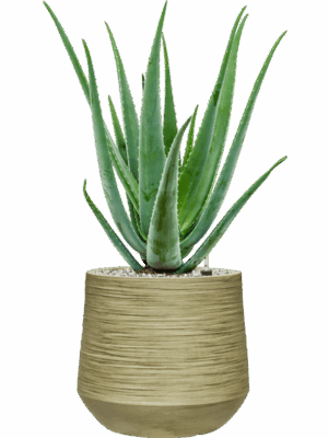 Aloe Vera Barbadensis In Baq Dune D 19 H 67 cm - PlantenShop24 - 15-05-2025
