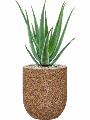Aloe Vera Barbadensis In Baq Naturescast D 19 H 75 cm - PlantenShop24 - 15-05-2025