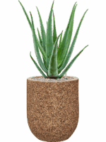 Aloe Vera Barbadensis In Baq Naturescast D 19 H 75 cm - PlantenShop24 - 26-05-2025