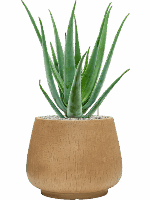 Aloe Vera Barbadensis In Baq Raindrop D 19 H 70 cm - PlantenShop24 - 15-05-2025