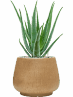 Aloe Vera Barbadensis In Baq Raindrop D 19 H 70 cm - PlantenShop24 - 26-05-2025