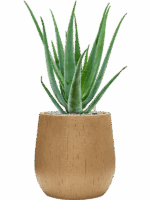 Aloe Vera Barbadensis In Baq Raindrop D 19 H 73 cm - PlantenShop24 - 15-05-2025